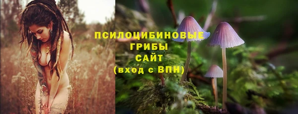 прущие грибы Бородино