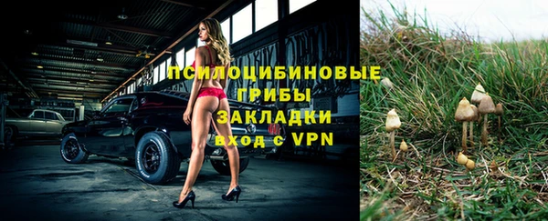 прущие грибы Бородино