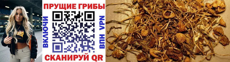 закладка  Можайск  Псилоцибиновые грибы MAGIC MUSHROOMS 